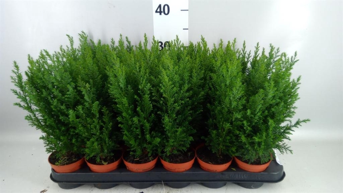 Chamaecyparis laws. 'Ellwoodii'