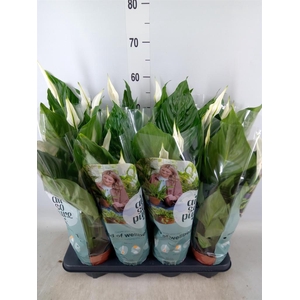 Spathiphyllum  'Sweet Ricardo'
