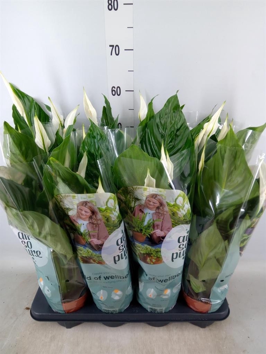 <h4>Spathiphyllum  'Sweet Ricardo'</h4>