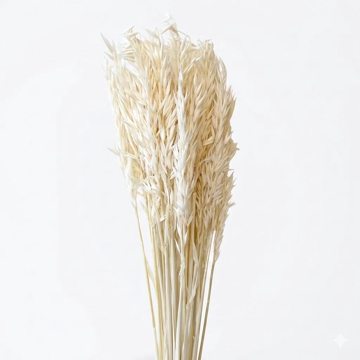 <h4>Dried Bleached Wheat</h4>
