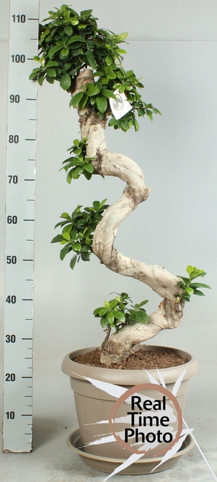 <h4>FIC MI GINSENG</h4>