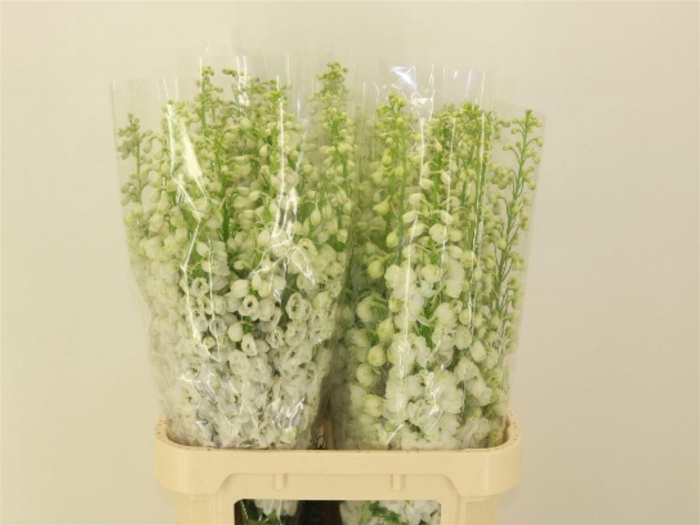 <h4>Delphinium Be Fount Wit</h4>