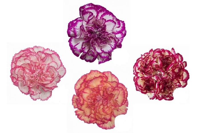 >>> DI ST STRIPED ASSORTED ** FANCY