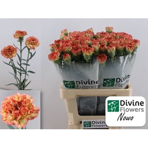 Dianthus ST 'Nowo'