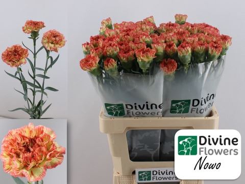 <h4>Dianthus ST 'Nowo'</h4>