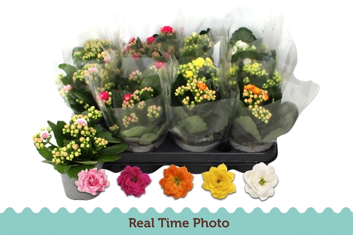 <h4>KAL GE GEM 5 KL</h4>