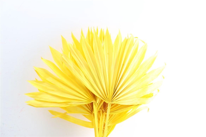 <h4>Dried Palm Sun 6pc Yellow Bunch</h4>