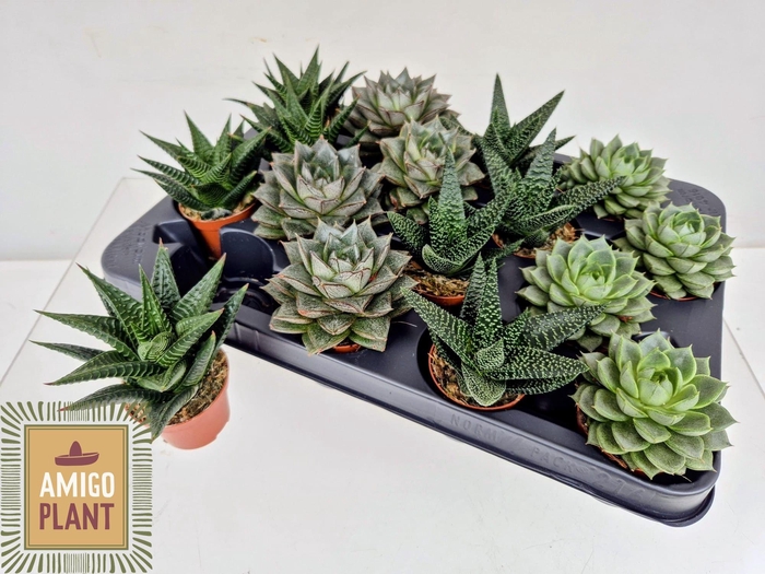 <h4>SUCC GEM 4 SRT</h4>
