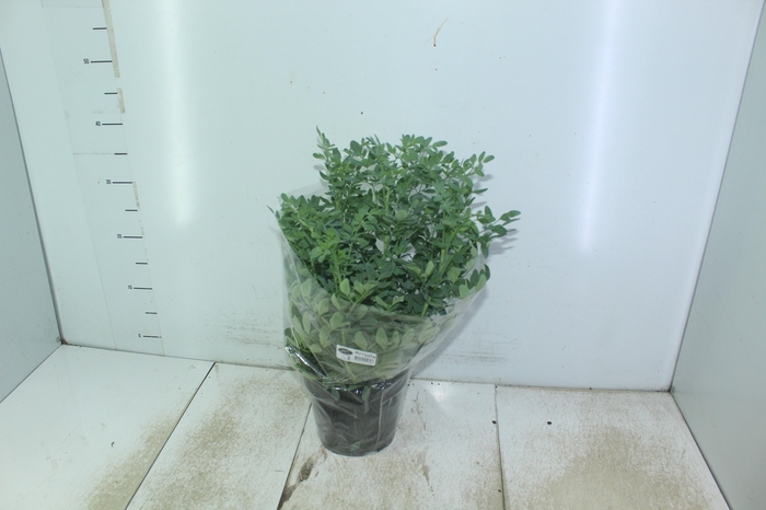 <h4>ARRUDA P19</h4>