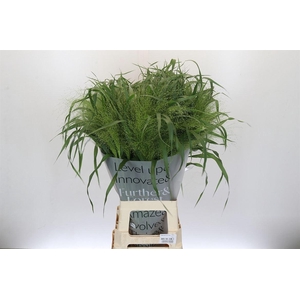 Siergras Panic Vi Fontaine