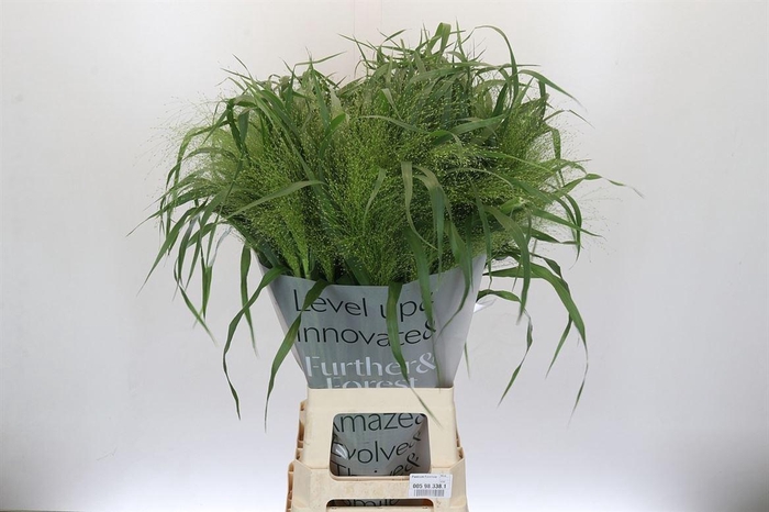 <h4>Siergras Panic Vi Fontaine</h4>