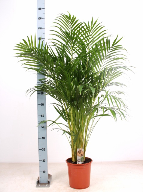 <h4>DYPSIS LUTESCENS</h4>