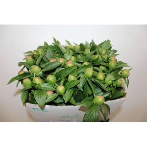 Paeo L Pink Hawaiian Coral