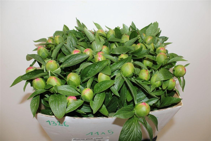 <h4>Paeo L Pink Hawaiian Coral</h4>