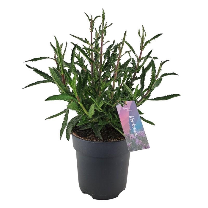 <h4>Verbena Bonariensis 'Lollipop' VER17LOLLI</h4>