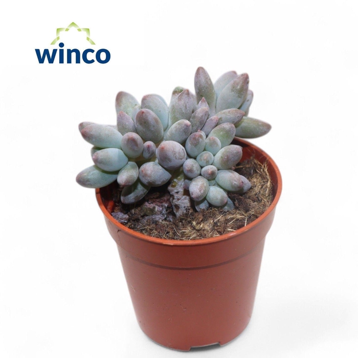 <h4>Pachyphytum Machucae</h4>