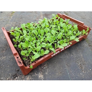 de Gier Groenteplanten 114 Kool Paksoi - 140 planten