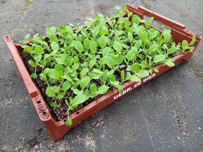 <h4>de Gier Groenteplanten 114 Kool Paksoi - 140 planten</h4>
