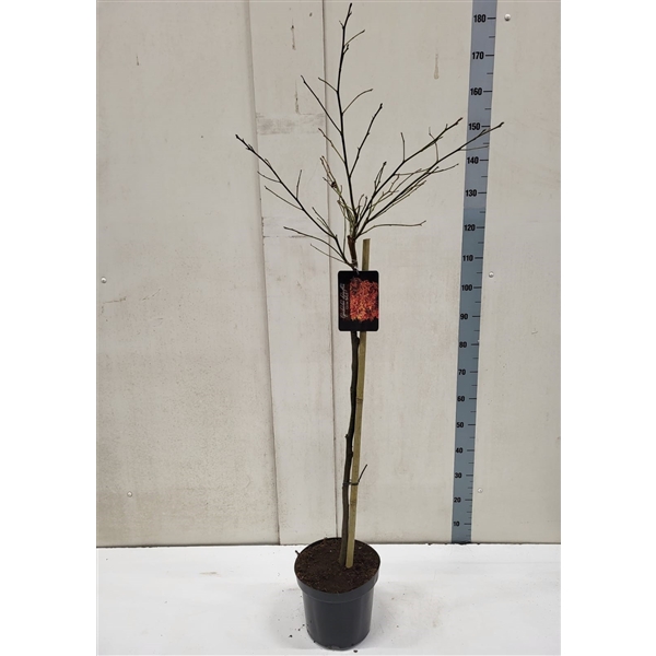 <h4>Liquidambar styraciflua 'Gumball' 90st</h4>