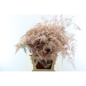 Asp Kbh Lang Rose Goud