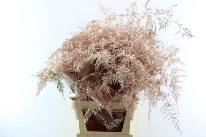 <h4>Asp Kbh Lang Rose Goud</h4>