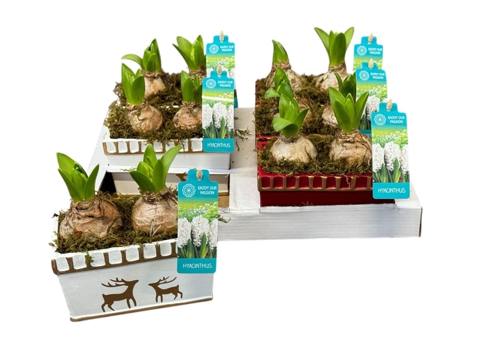 <h4>ARR HYACINTH</h4>