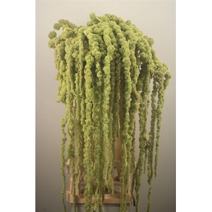 Amaranthus Hg Cycloop Xxl