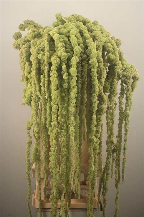 <h4>Amaranthus Hg Cycloop Xxl</h4>