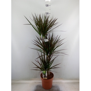 Dracaena marg. 'Magenta'