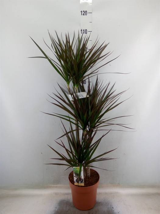 <h4>Dracaena marg. 'Magenta'</h4>