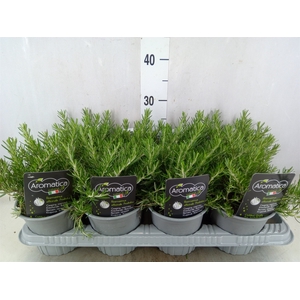Rosmarinus officinalis 'Prostratus'