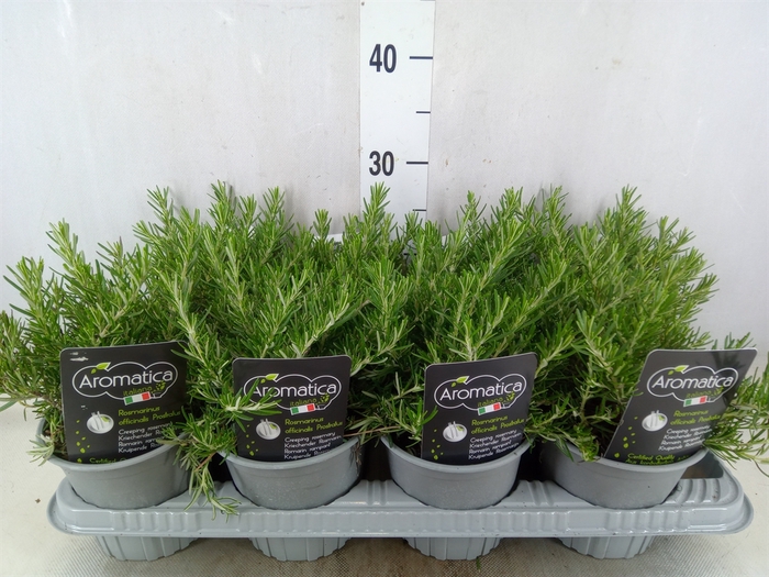<h4>Rosmarinus officinalis 'Prostratus'</h4>