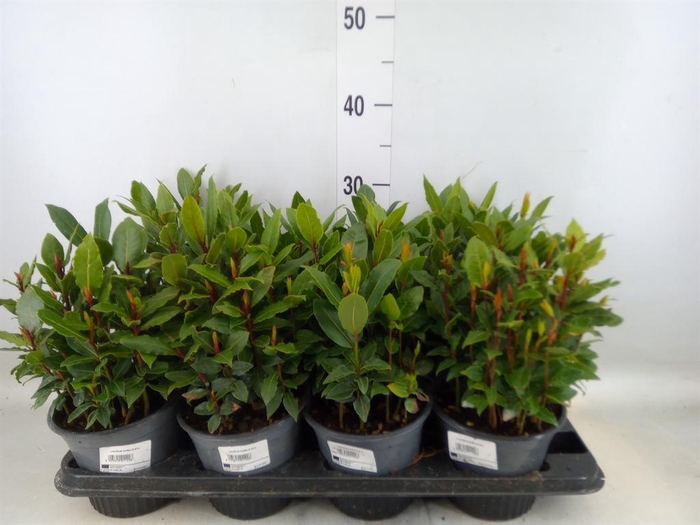 <h4>Laurus nobilis</h4>