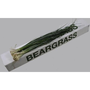 Leaf beargrass