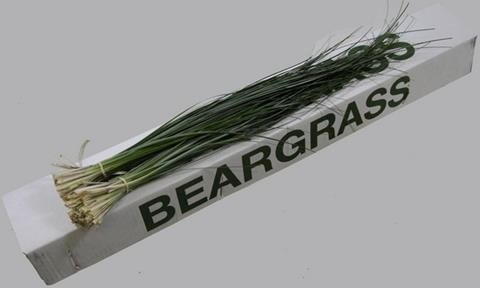 <h4>Leaf beargrass</h4>
