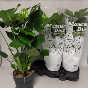 MONSTERA DELICIOSA