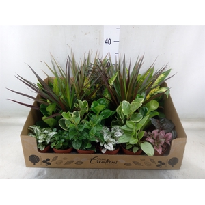 Planten Groen   ...mix 12