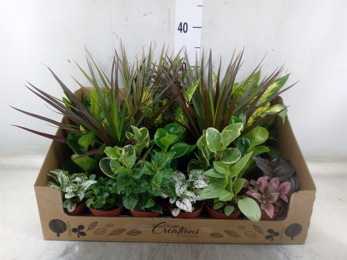 <h4>Planten Groen   ...mix 12</h4>