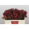 Leucadendron Fireglow Spray