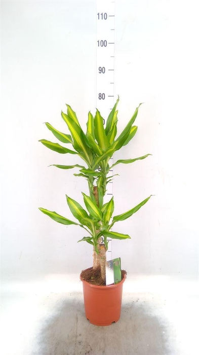 <h4>Dracaena frag. 'Mass Coast'</h4>