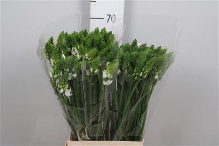 <h4>Ornit Thyrsoides</h4>