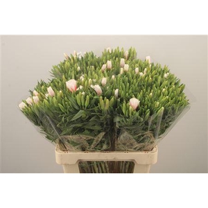 Clarkia Am Gr Rose Pink