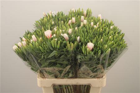 <h4>Clarkia Am Gr Rose Pink</h4>