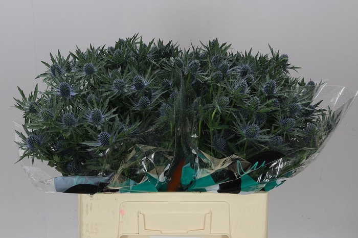 <h4>Eryngium Orion</h4>
