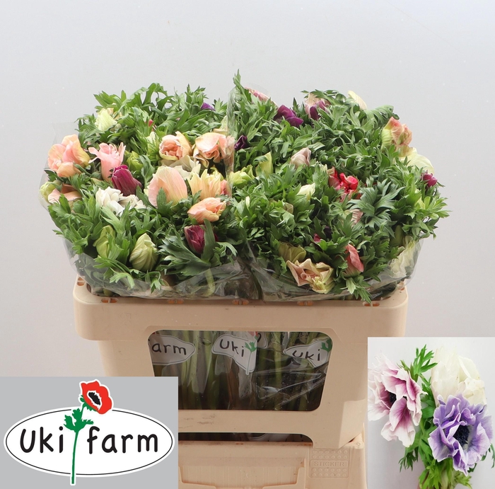 <h4>ANEM CO GALIL PASTEL</h4>