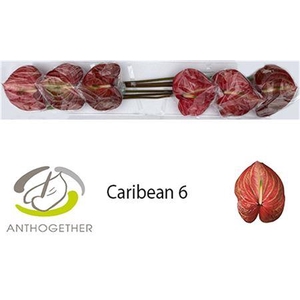 Anth A Caribean 6 Halve Doos