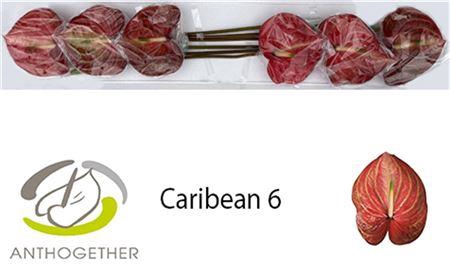 <h4>Anth A Caribean 6 Halve Doos</h4>