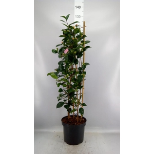 Camellia japonica 'WilliamBartlett'