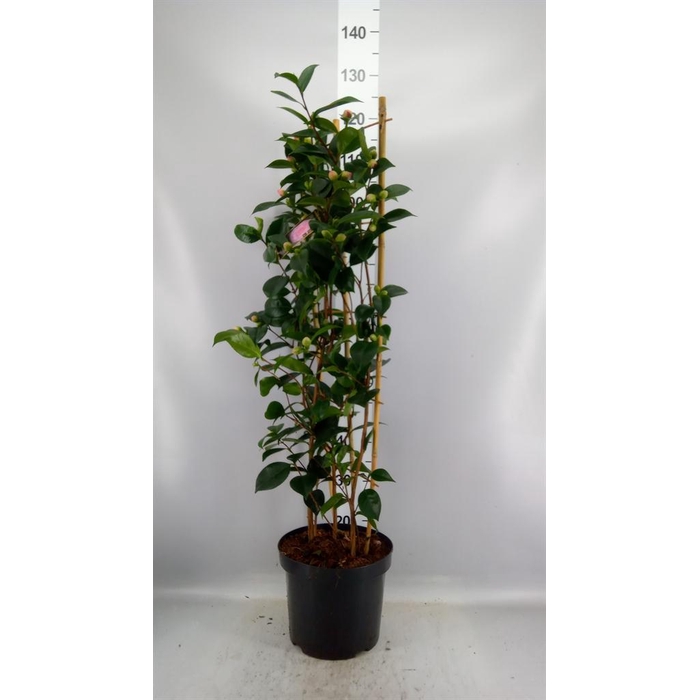 <h4>Camellia japonica 'WilliamBartlett'</h4>