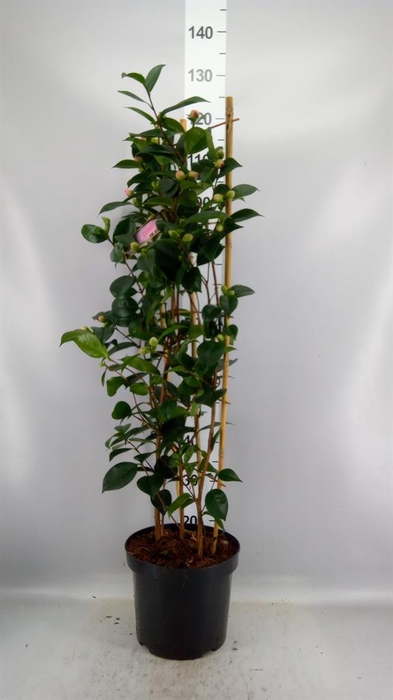 Camellia japonica 'WilliamBartlett'